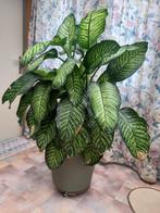 Dieffenbachia seguine reeva - Dief van Bagdad, Huis en Inrichting, Ophalen, Volledige schaduw, 100 tot 150 cm, Overige soorten