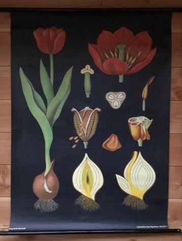 Jung Koch Quentell Schoolkaart Vintage: Tulp, Antiek en Kunst, Antiek | Schoolplaten, Ophalen