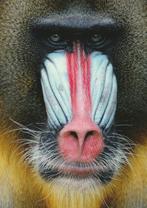 MANDRIL, Verzamelen, Postkaarten | Dieren, Verzenden, Ongelopen, Wild dier