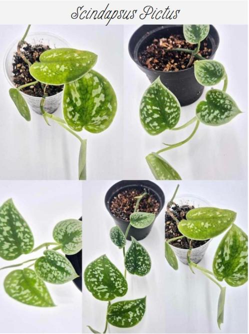 Scindapsus Pictus, Huis en Inrichting, Kamerplanten, Groene kamerplant, Ophalen of Verzenden