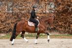 Zeer chique en talentvol dressuurpaard !, Dieren en Toebehoren, Merrie, B, Dressuurpaard, 3 tot 6 jaar