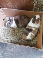 Twee dwerg konijnen voedsters 10 maanden