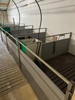 Vleesvarkens hokinrichting [509], Dieren en Toebehoren, Weidegang