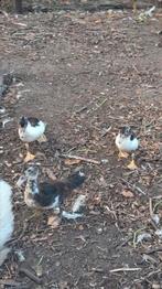 Jonge muskuseenden, Dieren en Toebehoren, Vogels | Overige Vogels, Mannelijk