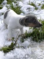 Jack russell pups, Dieren en Toebehoren, België, Jack Russell Terriër, CDV (hondenziekte), 8 tot 15 weken