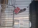 Blackface grijs en blauw, Meerdere dieren, Parkiet, Geringd
