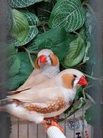 Zebravinken bleekrug grijs en bleekrug bruin mannen van 2025, Dieren en Toebehoren, Vogels | Overige Vogels