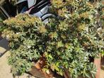 2 Viburnum planten ong 1m hoog  10eur/st, Tuin en Terras, Ophalen