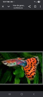Mooie gezonde guppy's, nog een 60 tal te koop!, Dieren en Toebehoren