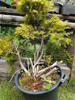 Pré bonsai, Tuin en Terras, Planten | Bomen, Ophalen