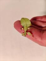 Cryptophyllium limogesi - wandelende blad, Animaux & Accessoires, Insectes & Araignées, Autres espèces
