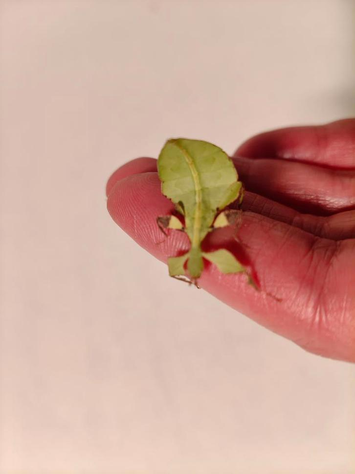 Cryptophyllium limogesi - wandelende blad, Dieren en Toebehoren, Insecten en Spinnen, Overige soorten