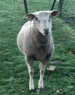 Superkweker 80 kg 2 jaar levering mogelijk, Dieren en Toebehoren, Schapen, Geiten en Varkens, Mannelijk, Schaap, 0 tot 2 jaar