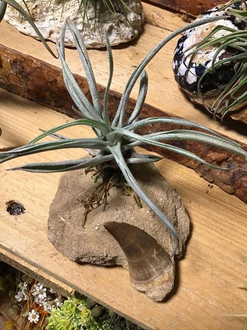 Tillandsia sur pierre avec une vraie dent de dinosaure, Maison & Meubles, Plantes d'intérieur, Enlèvement ou Envoi