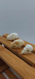 3 x crânes pour cabinet de curiosités, Ophalen of Verzenden, Zo goed als nieuw, Vogel, Schedel