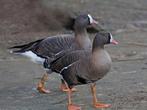 Gezocht koppel goudooggansjes, Dieren en Toebehoren, Pluimvee