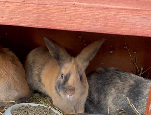 Superlieve dwergkonijntjes zoeken thuisje, Dieren en Toebehoren, Konijnen, Dwerg, Meerdere dieren, 0 tot 2 jaar