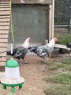 zilverbrakel  en Jersey Giant  haantjes, Dieren en Toebehoren, Meerdere dieren, Kip