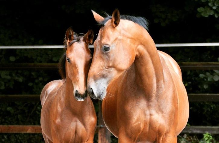 Mooie Westfaalse merrie te koop, Diensten en Vakmensen, Dieren | Paarden | Verzorging, Oppas en Dressuur