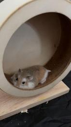 Roborovski hamster, Dieren en Toebehoren, Knaagdieren, Hamster, April, Mannelijk, Tam