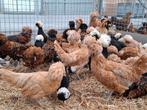 Padua kuifhoen kippen sierkippen in vele kleuren
