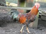 fokhaan leghorn roodporselein, Dieren en Toebehoren, Kip