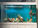Aquarium 240 l, Dieren en Toebehoren, Ophalen, Zo goed als nieuw