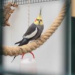 Koppel valkparkiet, Dieren en Toebehoren, Vogels | Parkieten en Papegaaien, Meerdere dieren, Parkiet, Geringd