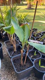 Musa blue java “ ice cream banana “, Ophalen