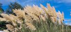 Pampas pluimen, Ophalen of Verzenden, Nieuw