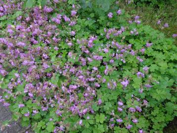 plante : géranium sauvage (petite motte) disponible aux enchères