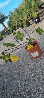 Vijgenstruik Ficus Carica Brown Turkey, Tuin en Terras, Ophalen