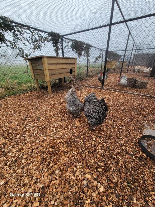 broedeieren mechelse koekoek, Dieren en Toebehoren, Pluimvee