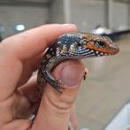 Jonge vuurskinken, Dieren en Toebehoren, Reptielen en Amfibieën