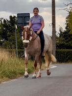 Uitzonderlijke all around palomino roan merrie, Dieren en Toebehoren, Paarden, Merrie, Minder dan 160 cm, B, 3 tot 6 jaar