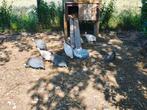 Koppel parelhoenders parelhoen te koop wit en wildkleur, Dieren en Toebehoren, Pluimvee