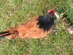 Jonge haan vorwerk, Dieren en Toebehoren, Pluimvee, Mannelijk, Kip