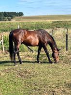 Paard te koop BWP, Ruin, Zadelmak, 11 jaar of ouder, Gechipt
