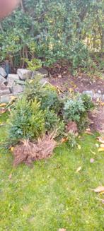 Buxus gratis, Tuin en Terras, Ophalen, Buxus