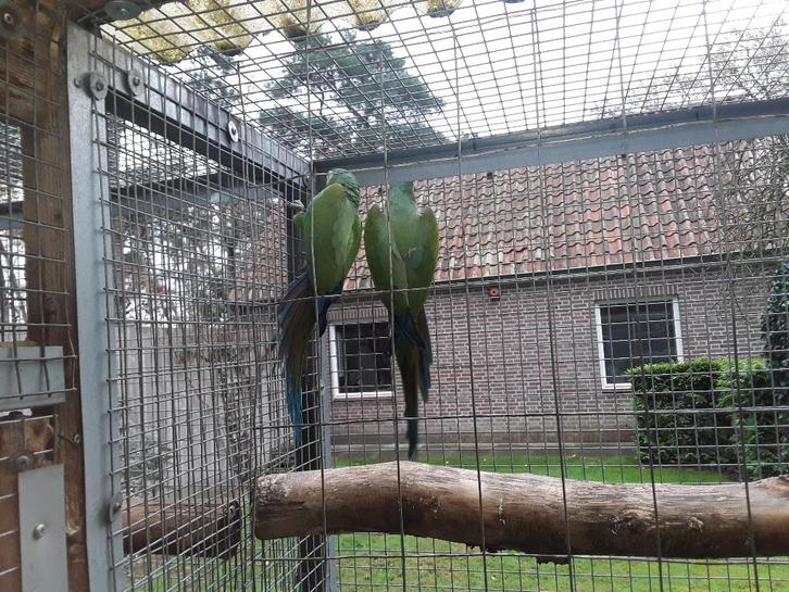 koppel ara Severa, Dieren en Toebehoren, Vogels | Parkieten en Papegaaien, Papegaai, Geringd