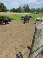 Gezocht boerderijtje te huur, Immo, Gent