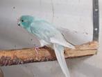 Kakariki 25, Dieren en Toebehoren, Parkiet, Geringd