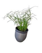 Plant, Ophalen, Vaste plant, Overige soorten, Volle zon