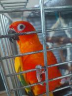 Valkparkiet en zonparkiet, Dieren en Toebehoren, Vogels | Parkieten en Papegaaien, Geringd