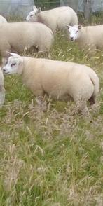 dekram, Dieren en Toebehoren, Schapen, Geiten en Varkens, Mannelijk, Schaap, 0 tot 2 jaar