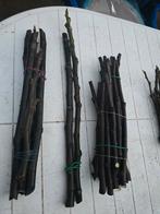 Vijgen stekken van 9 soorten vijgen., Caravans en Kamperen, Ophalen of Verzenden