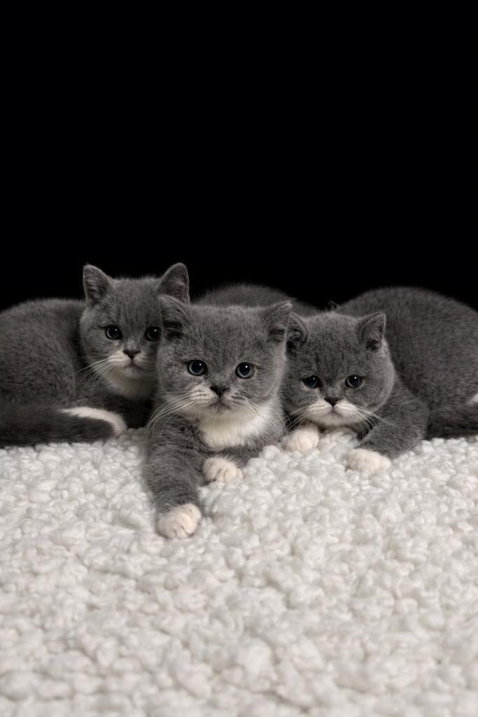 Brits korthaar, Dieren en Toebehoren, Katten en Kittens | Raskatten | Korthaar, Gechipt