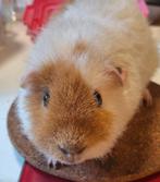 US Teddy beer van Juli 2025, Dieren en Toebehoren, Knaagdieren, Juli, Mannelijk, Cavia