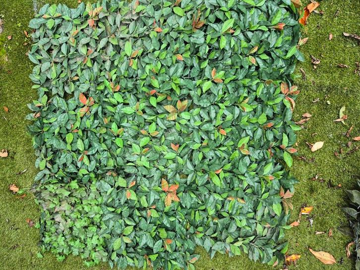 Kunsthaag/nep klimop – ideaal voor balkon of schutting, Tuin en Terras, Planten | Struiken en Hagen, Ophalen