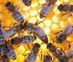 Zwermbijenkolonie Carnica koningin 2026, Dieren en Toebehoren, Bijen